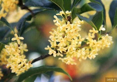 門口桂花風水|桂花樹的風水禁忌，家裡為什麼不能種桂花